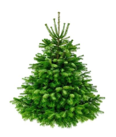 Nordman Fir 150-175cm (5ft)