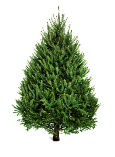 Spruce 150-175cm (5ft)