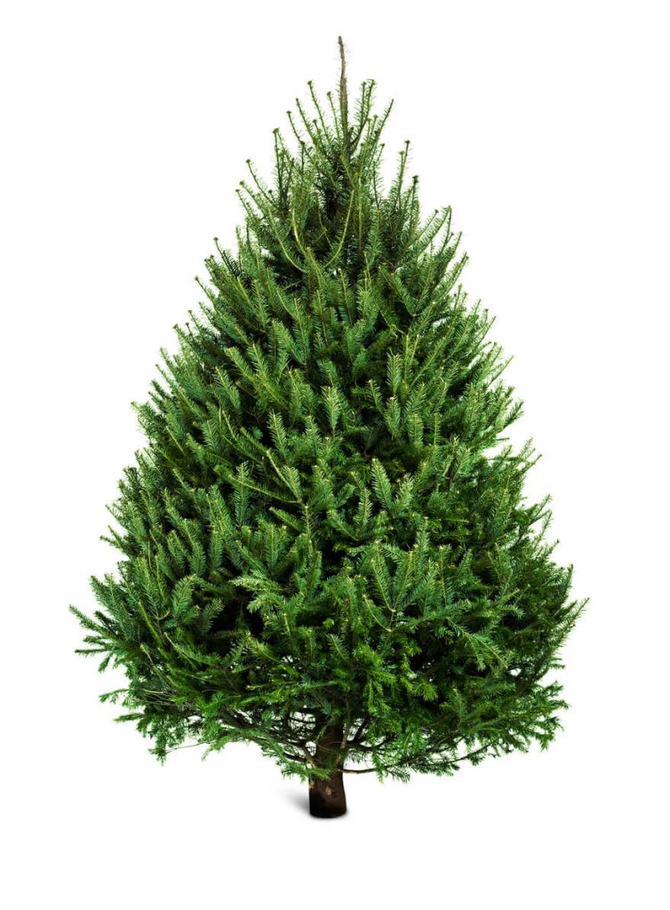 Traditional Spruce 150-175cm (5ft)